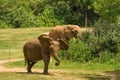 Two Male African Elephants at a the North Carolina Zoological Park